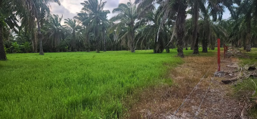  ¡FINCA DE 110 MANZANAS EN VENTA – SANTA CRUZ DE YOJOA, CORTÉS! 