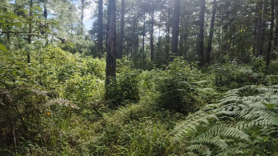 Se Vende Amplio Terreno en Valle Angeles - Imagen 10