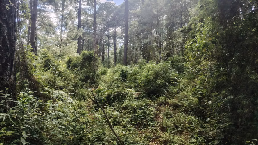Se Vende Amplio Terreno en Valle Angeles - Imagen 9