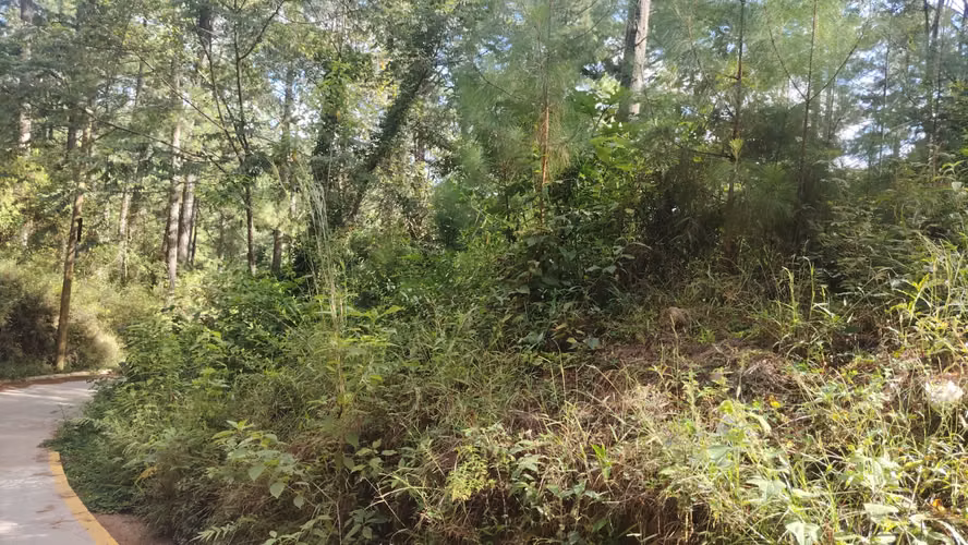Se Vende Amplio Terreno en Valle Angeles - Imagen 6