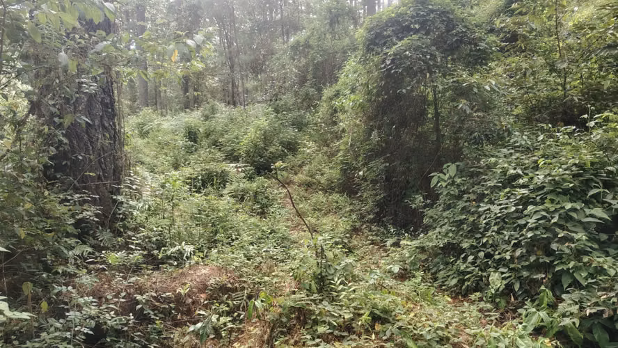 Se Vende Amplio Terreno en Valle Angeles - Imagen 8