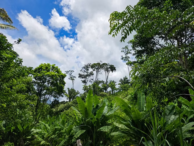 Venta de Finca en Tela - Imagen 3
