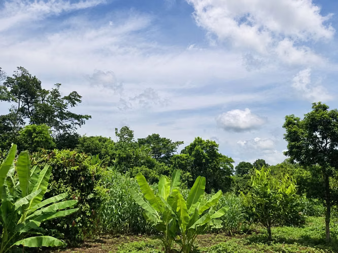 Venta de Finca en Tela - Imagen 6