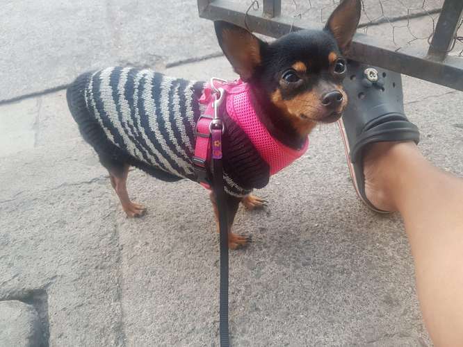 chihuahuas minitoy, hembra y macho, vacunados , desparasitados.
