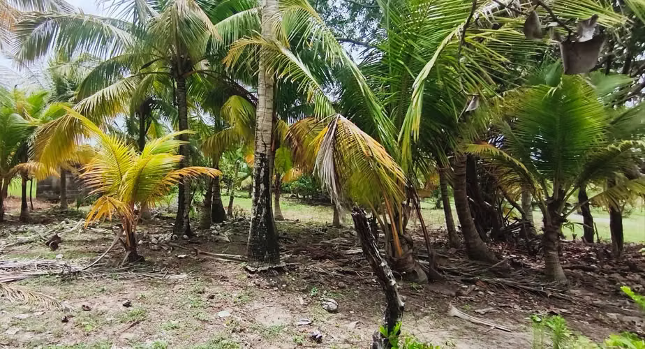 Terreno a orilla de playa 