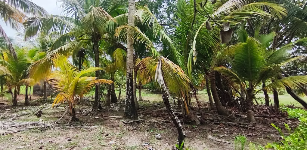 Terreno a orilla de playa 