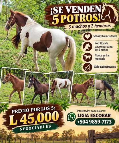 3 Caballos machos 2 Hembras  tel