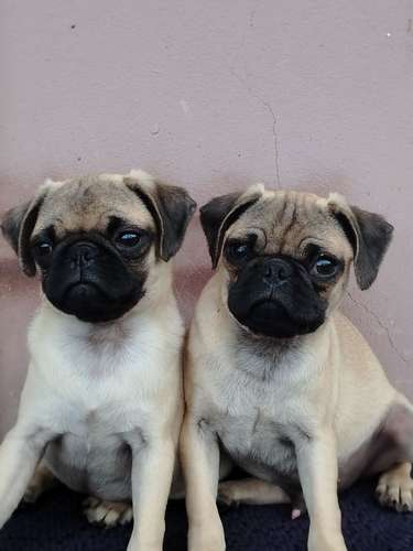 Cachorros Pug  - Imagen 3