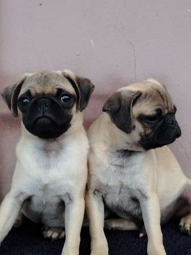 Cachorros Pug  - Imagen 4