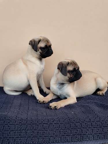 Cachorros Pug 