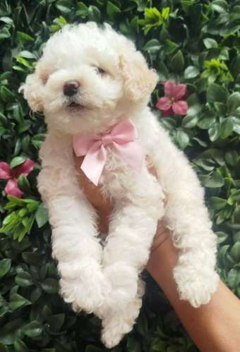 French poodle  - Imagen 6