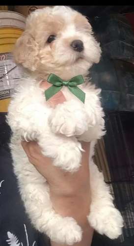 French poodle  - Imagen 2