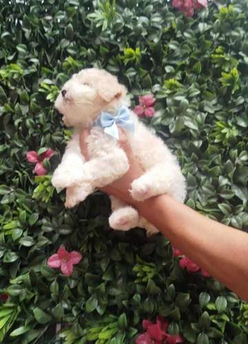 French poodle  - Imagen 4