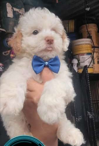 French poodle  - Imagen 3