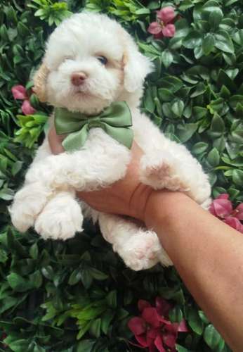 French poodle  - Imagen 5