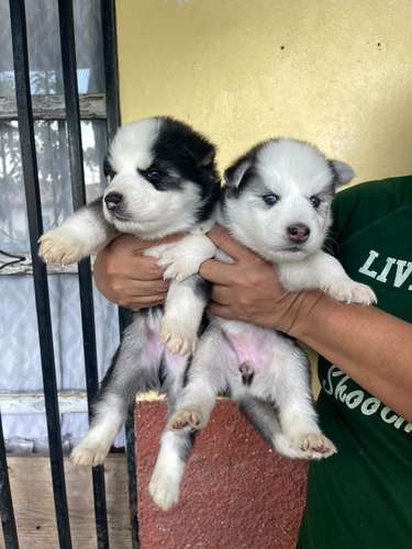 Siberian husky woolly  - Imagen 2