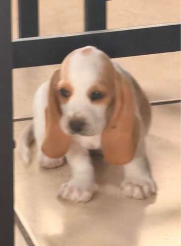 Basset Hond 