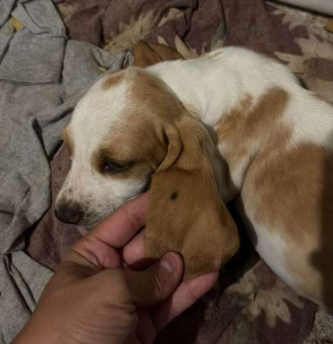 Basset Hond 
