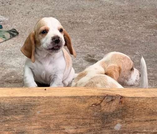 Basset Hond 