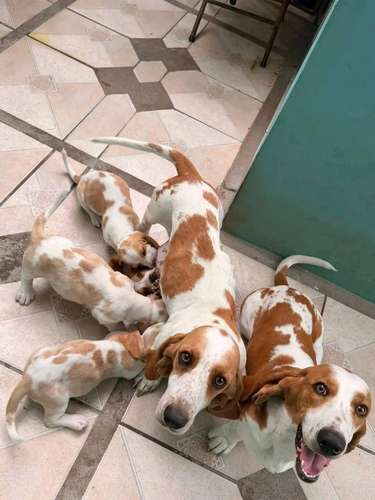 Basset Hond 