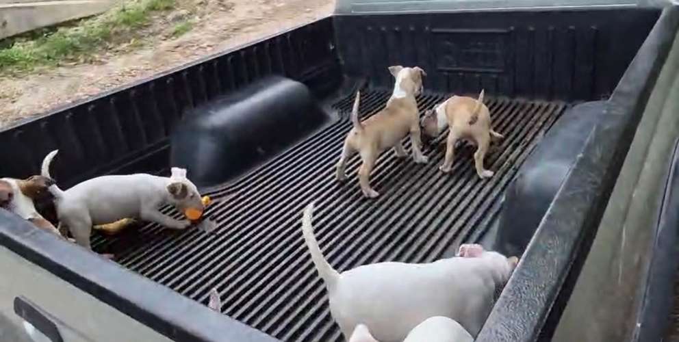 Bull terrier ingles  - Imagen 2