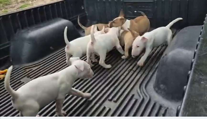 Bull terrier ingles  - Imagen 3
