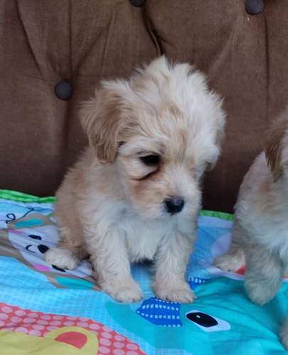 Terrier mini