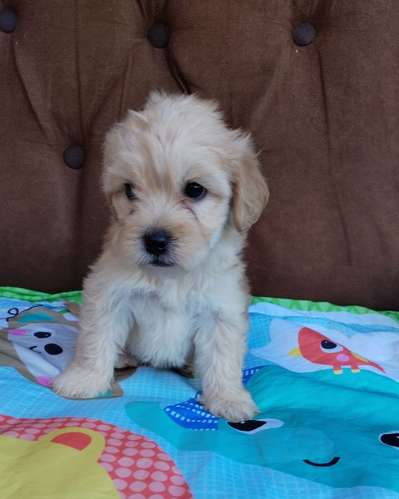Terrier mini