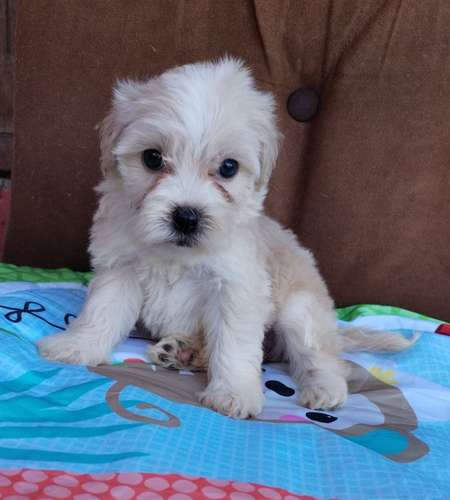 Terrier mini