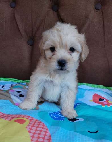 Terrier mini