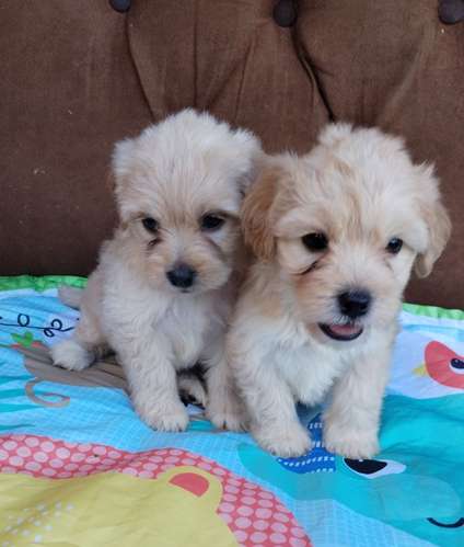 Terrier mini