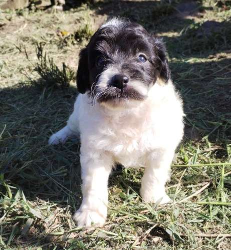 Terrier mini