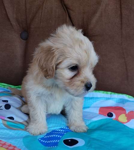 Terrier mini