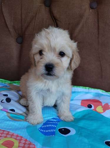 Terrier mini