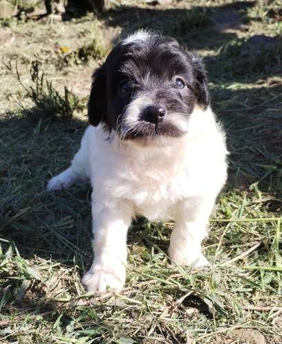 Terrier mini