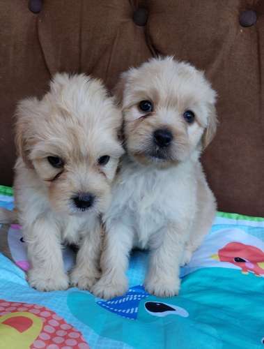 Terrier mini
