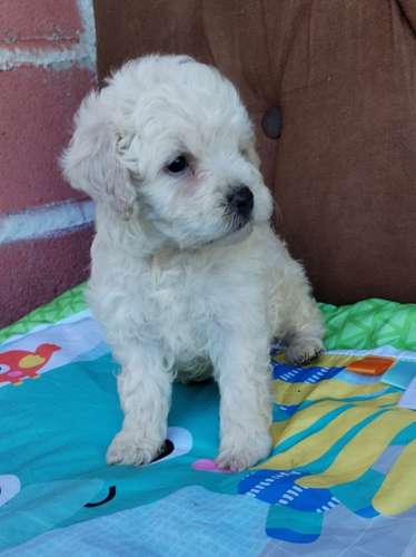 French poodle 