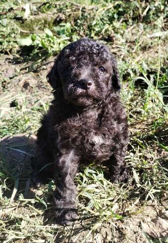 French poodle 