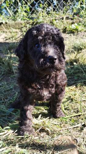 French poodle 