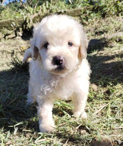 French poodle 
