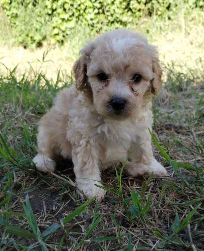 French poodle 