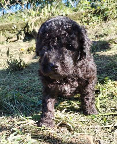 French poodle 