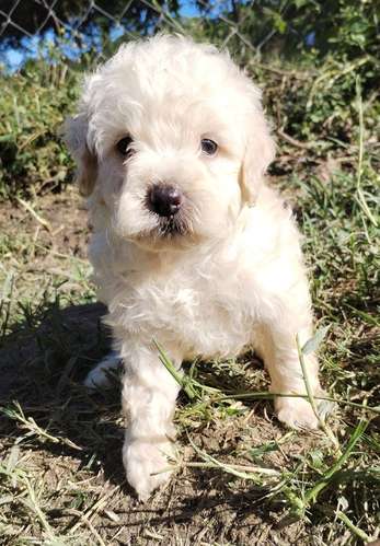 French poodle 