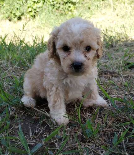 French poodle 