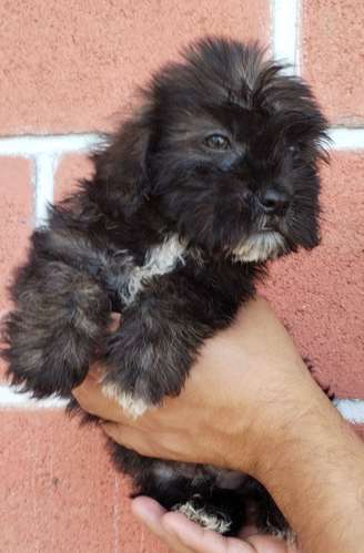 Terrier 