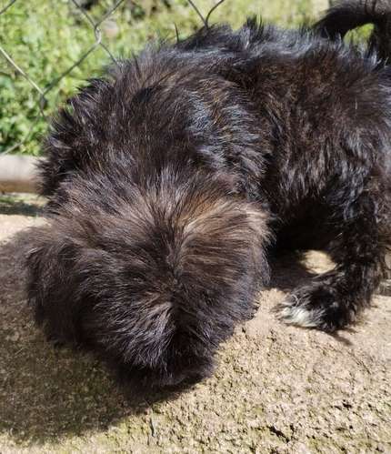 Terrier 