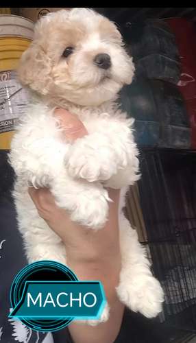 French poodle 