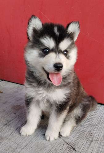 Siberian husky woolly 