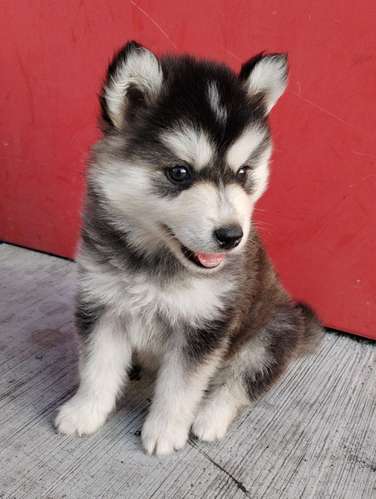 Siberian husky woolly 