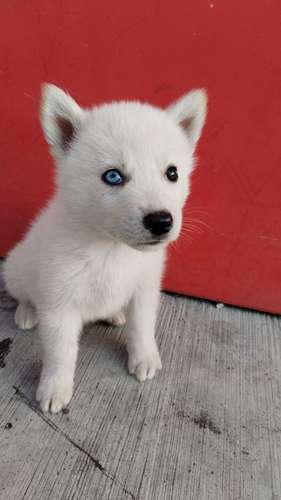 Siberian husky woolly 